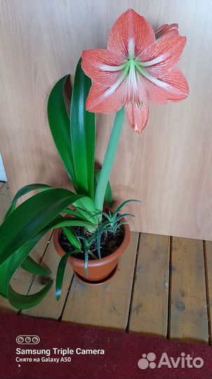 Гиппиаструм