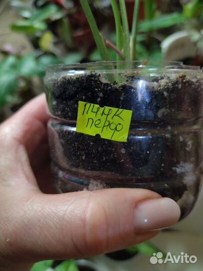 Сингониумы