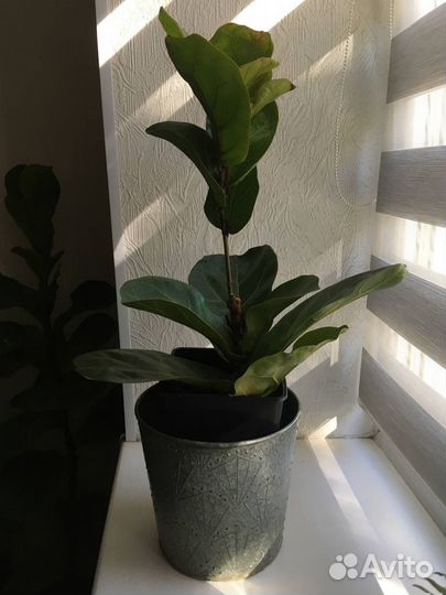 Фикус лировидный