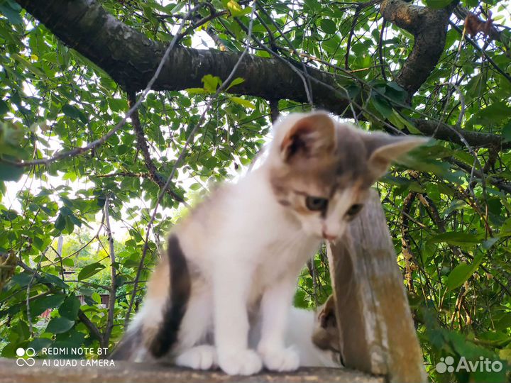 Кошка в дар бесплатно
