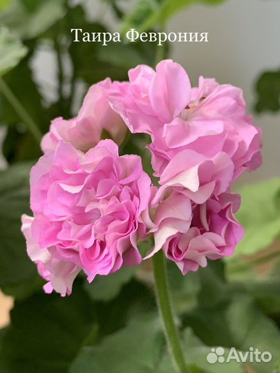 Пеларгония герань сортовая