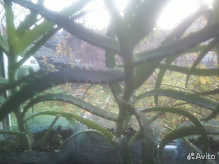 Алоэ лекарственное 5лет