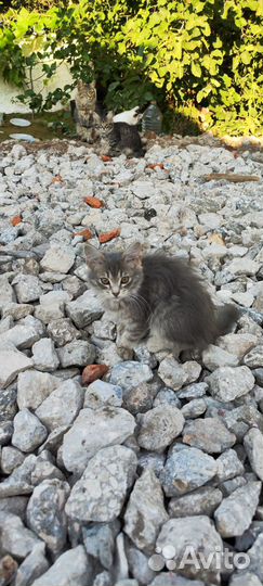 Отдам котят в добрые руки Доставка по Самаре