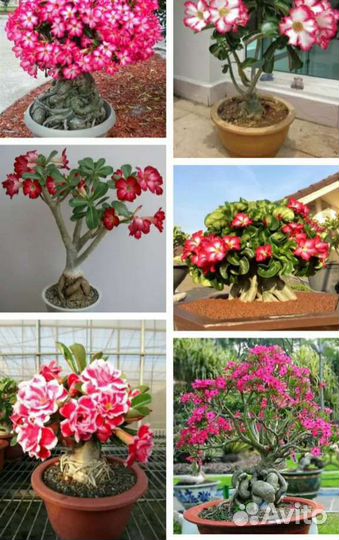 Семена адениума