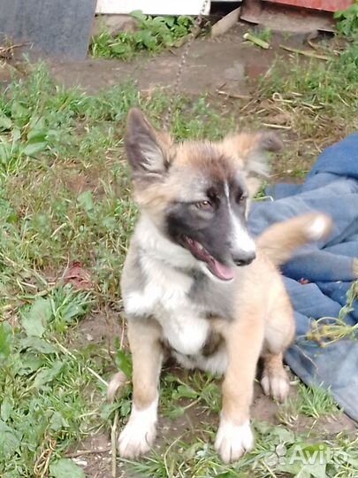 Отдам бесплатно в добрые руки