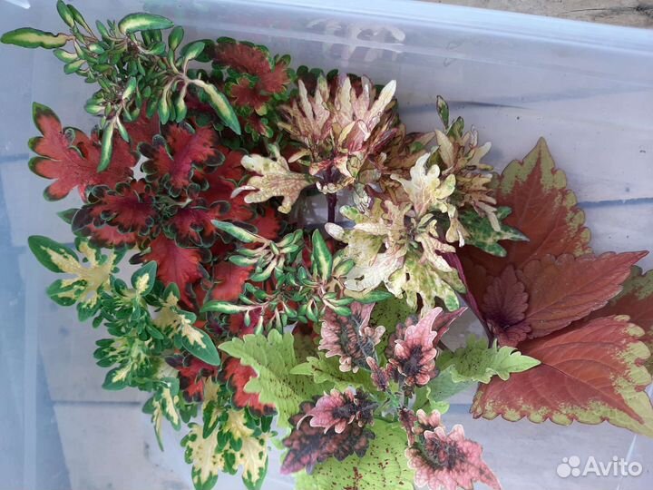 Хоста, колеусы, камнеломка карамель, плющ