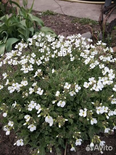 Арабис (резуха)