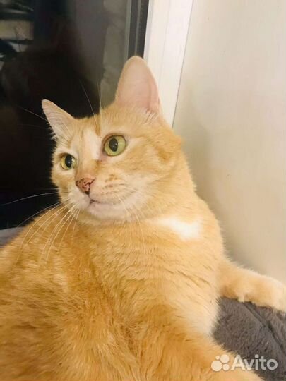 Рыжая кошка Веснушка в дар