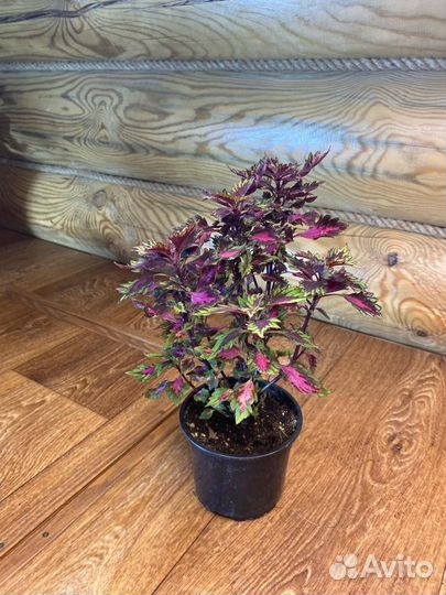 Домашние растения