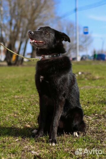 Собака Берта из приюта мечтает обрести семью