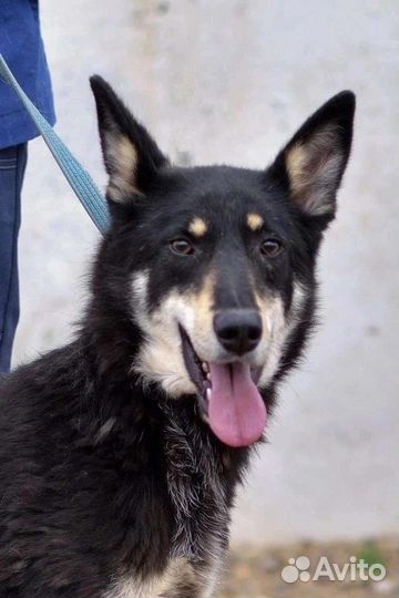 Мускат и Феня