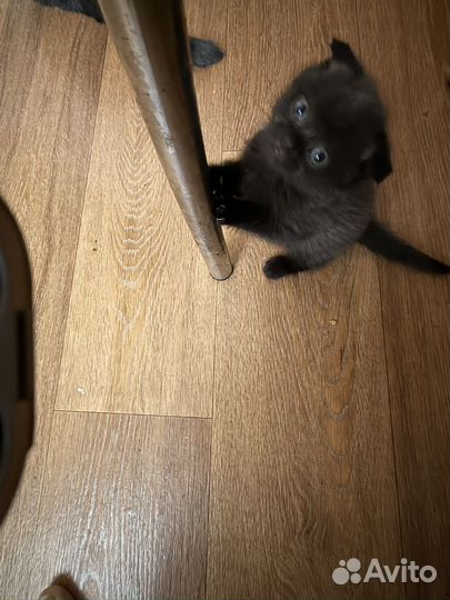 Продам шотландских котят