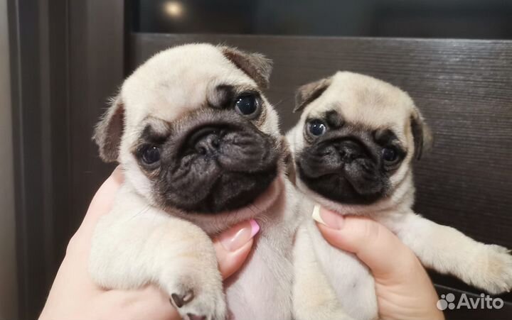 Щенки мопса