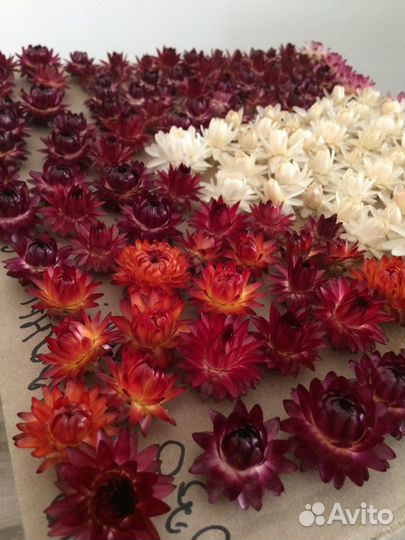 Гелихризум свежий урожай