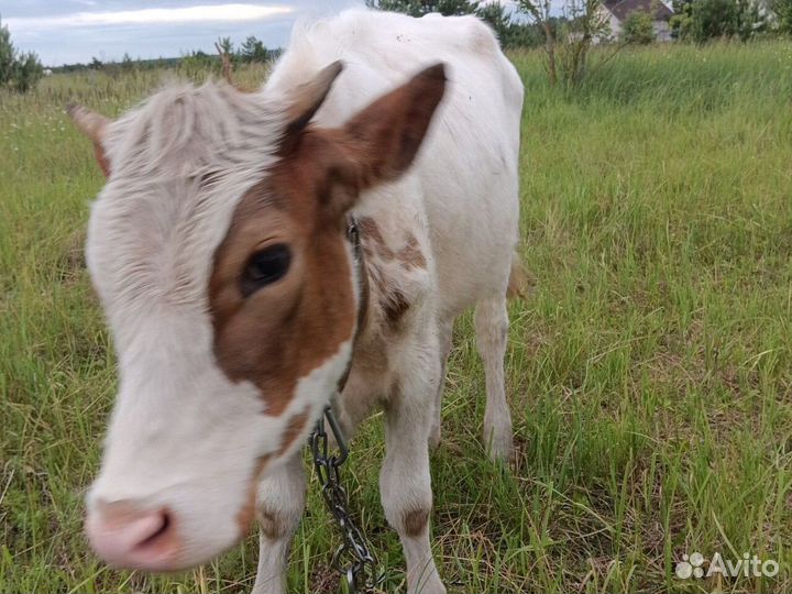 Телка 1год 2 месяца