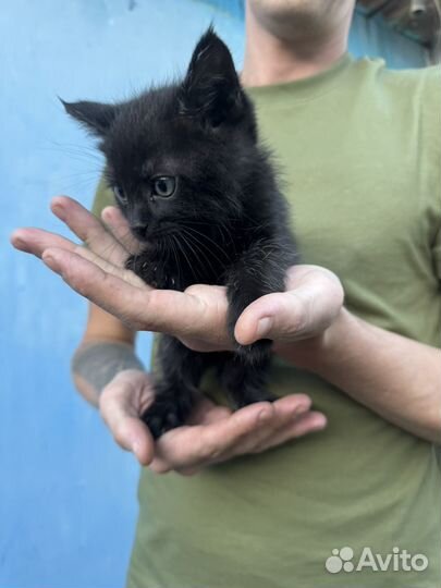 Котята в добрые руки бесплатно