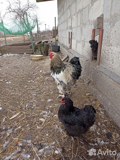 Петух Кохинхин