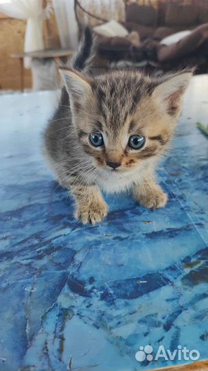 Персидская шиншилла