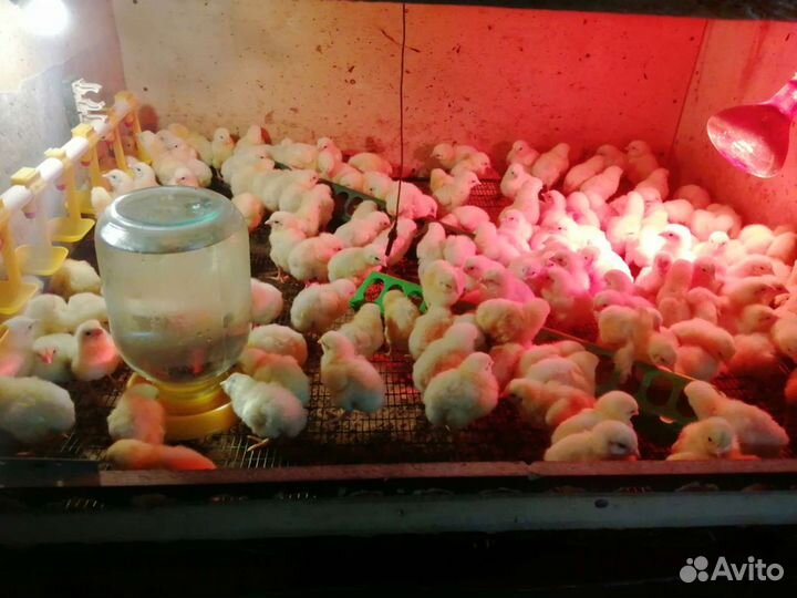 Цыплята бройлер