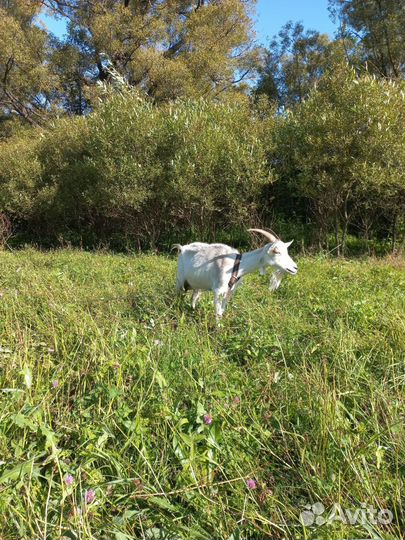 Продам козу