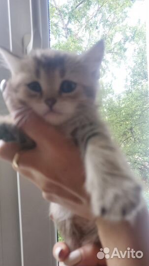 Шотландские котята
