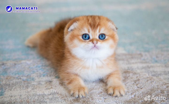 Шотландская
