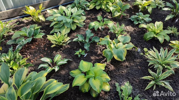 Хоста растение