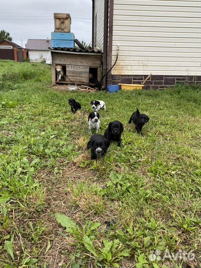 Щенки русского охотничего спаниеля