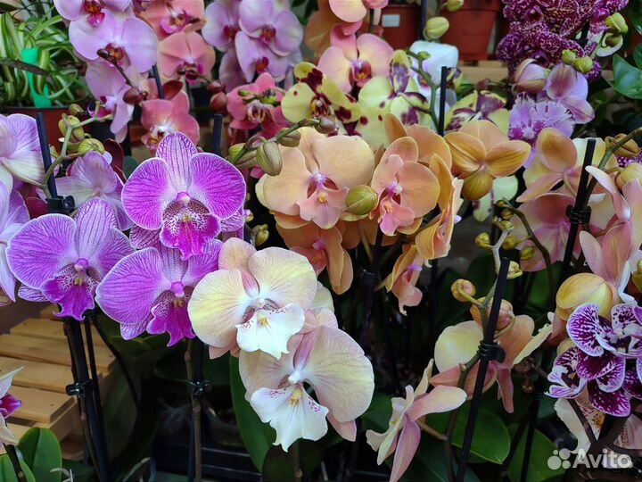Большой выбор сортовых орхидей