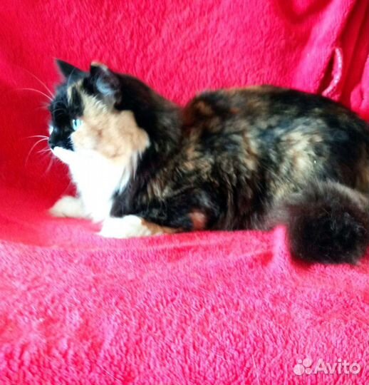 Трехцветная кошечка в добрые руки