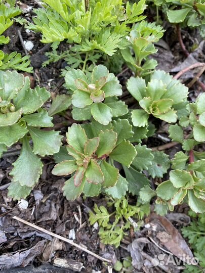 Малиноклен и другие многолетние