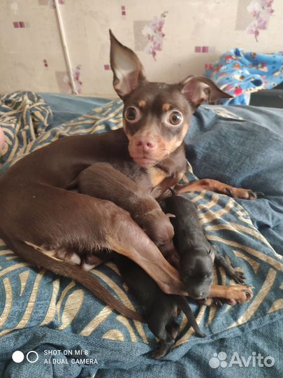 Той-терьер щенки