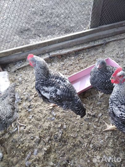 Молодые петухи