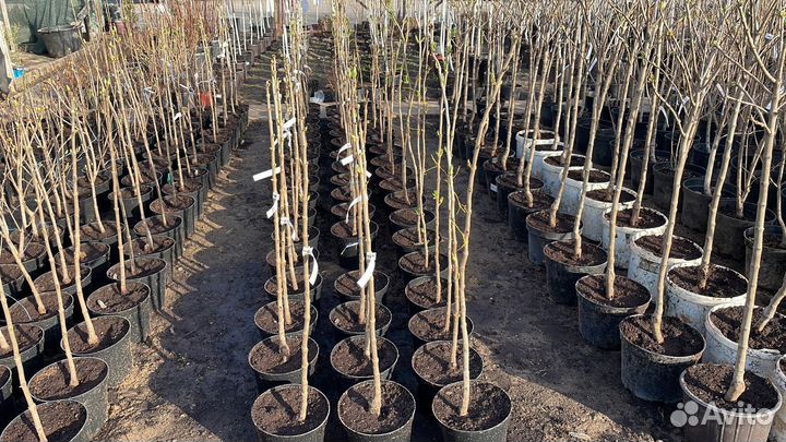 Саженцы Черешня Дрогана Жёлтое