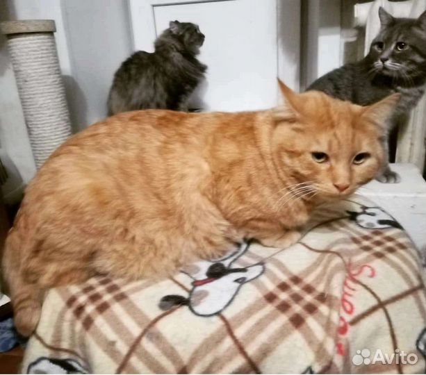 Котик Симба