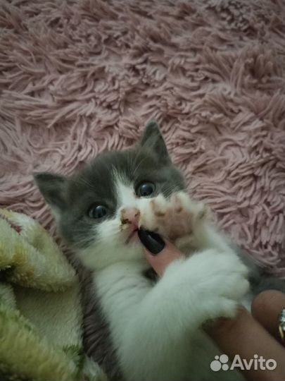 Котёнок мальчик в добрые руки