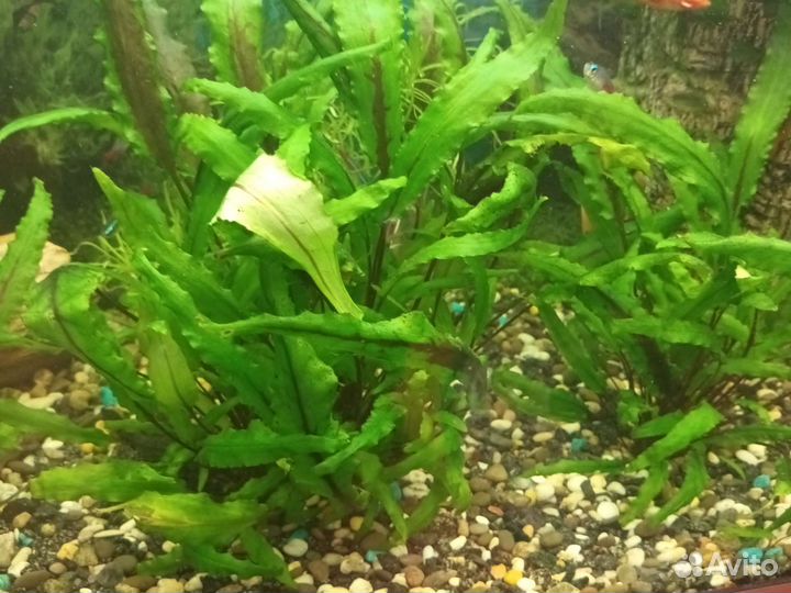 Аквариумные растения