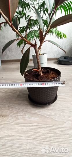 Фикус каучуконосный