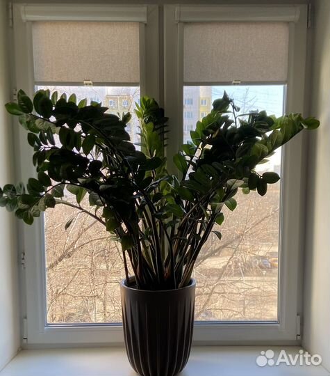 Шикарный замиокулькас высото 1,2 м