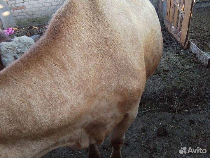 Корова дойная