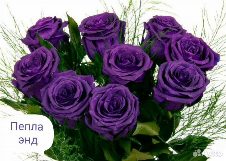 Саженцы роз самые красивые осень 2023г