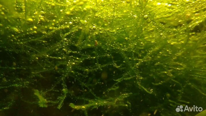Аквариумное растение