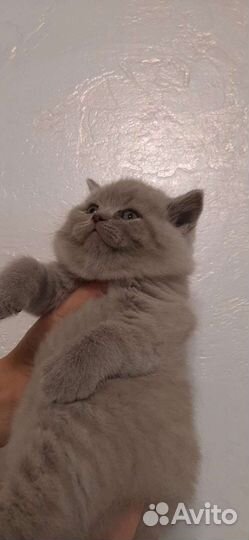 Шотландские котята,вислоушки и прямоушки