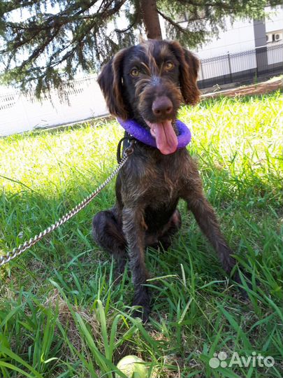 Собака умная