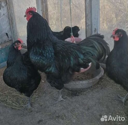 Инкубационное яйцо джерсийский гигант