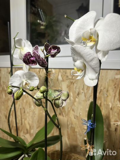 Орхидея фаленопсис