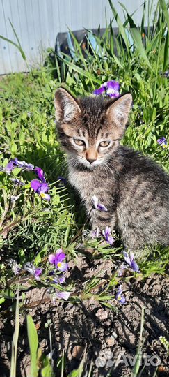 Котята в добрые руки в Омске