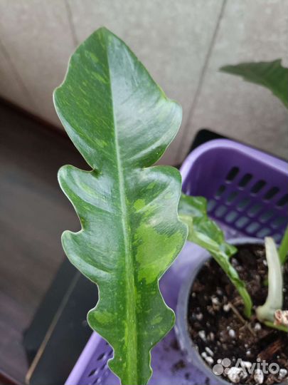 Филодендрон Ринг оф файер