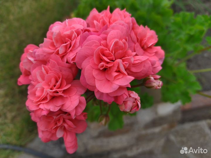 Пеларгония