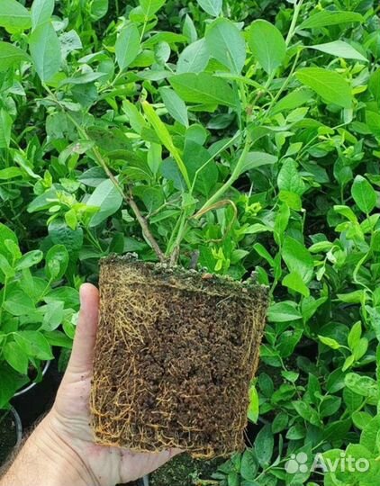 Саженцы голубики Блюкроп